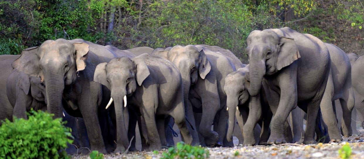 Elephants remained confined to one area due to the closure of the corridor