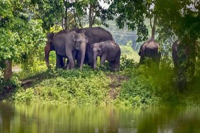 काजीरंगा पार्क