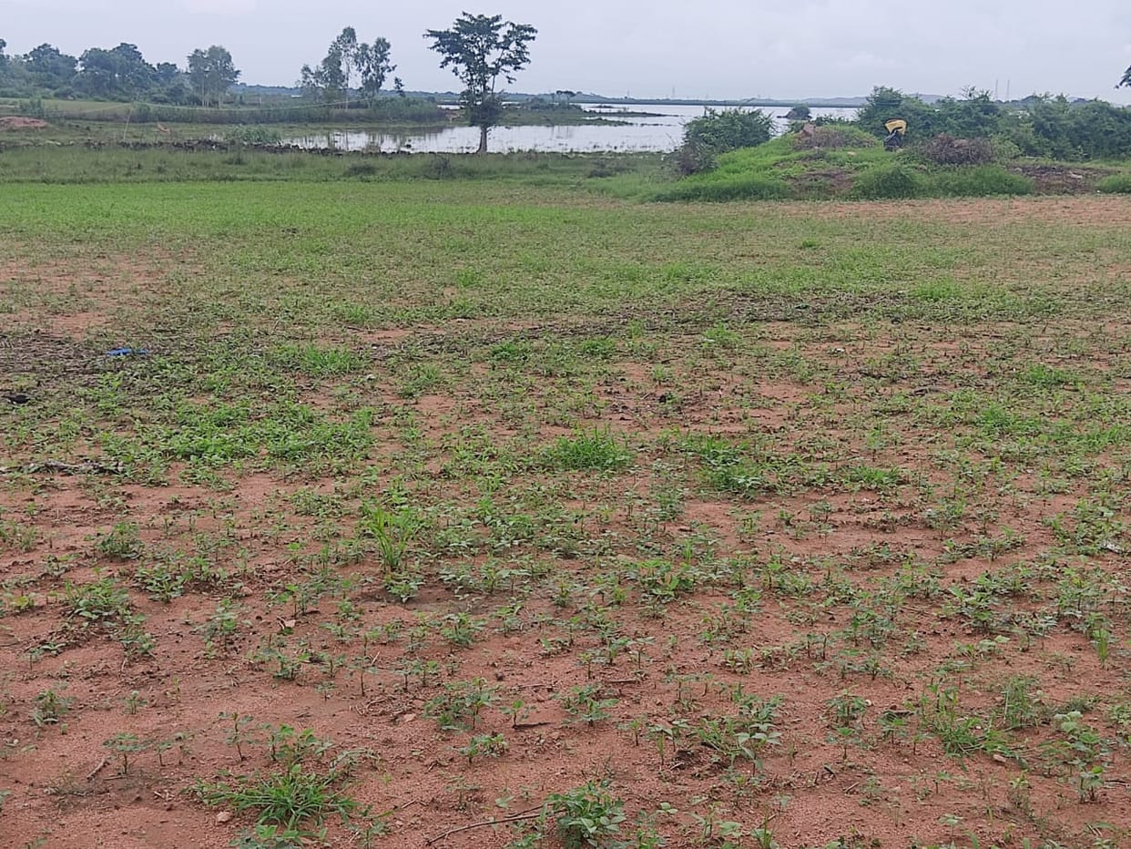 crop damaged by rain