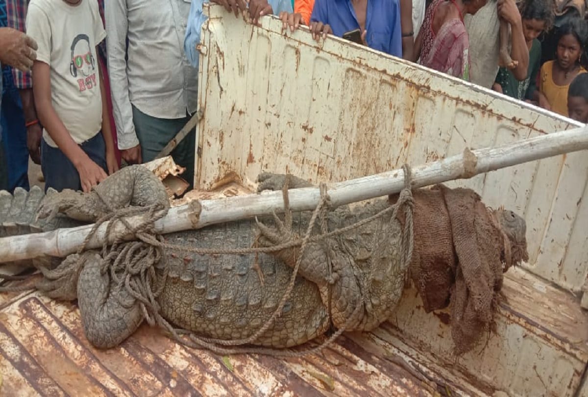 Crocodile entered in well after grabbing goat in mouth in sonebhadra caught it after two hours