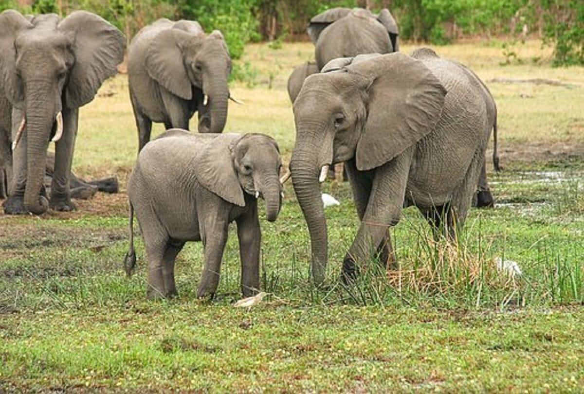 Lucknow: Smugglers delivered two elephants to Jaipur Zoo, handed over the transporter's bill with fake documents