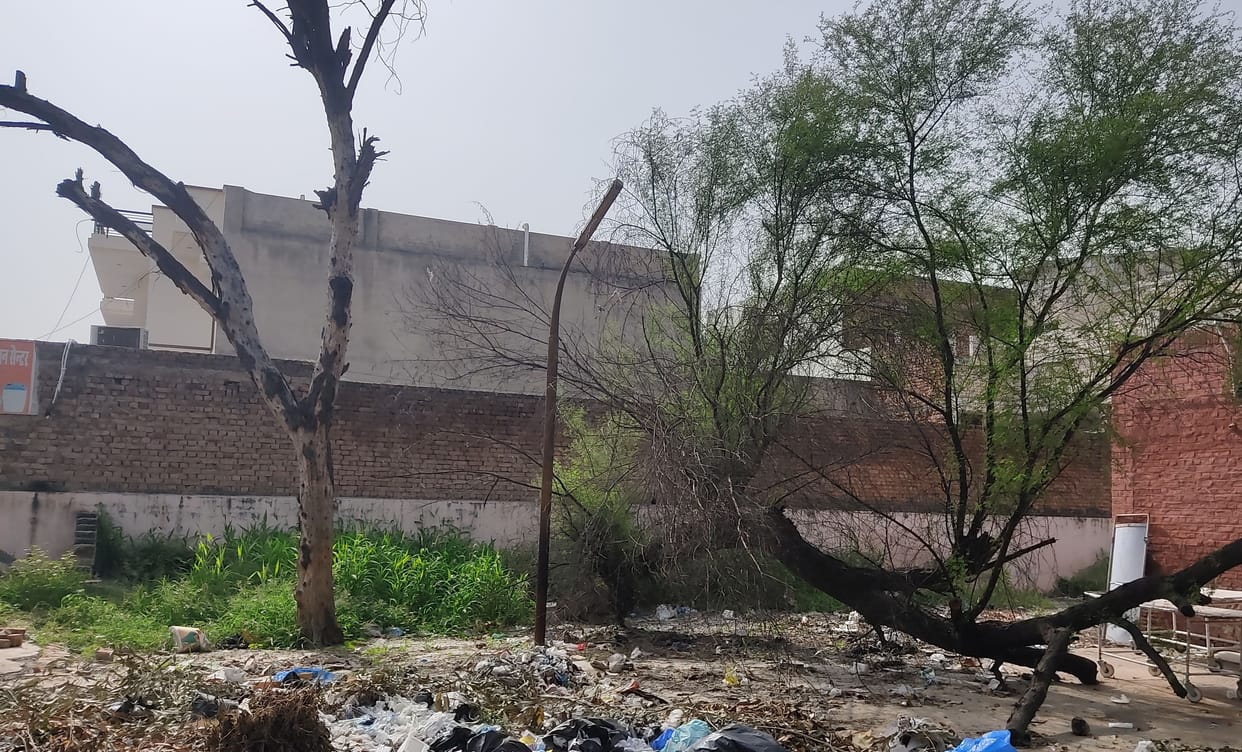 Trees are being cut every year in the city, there is no space on the roads for plantation