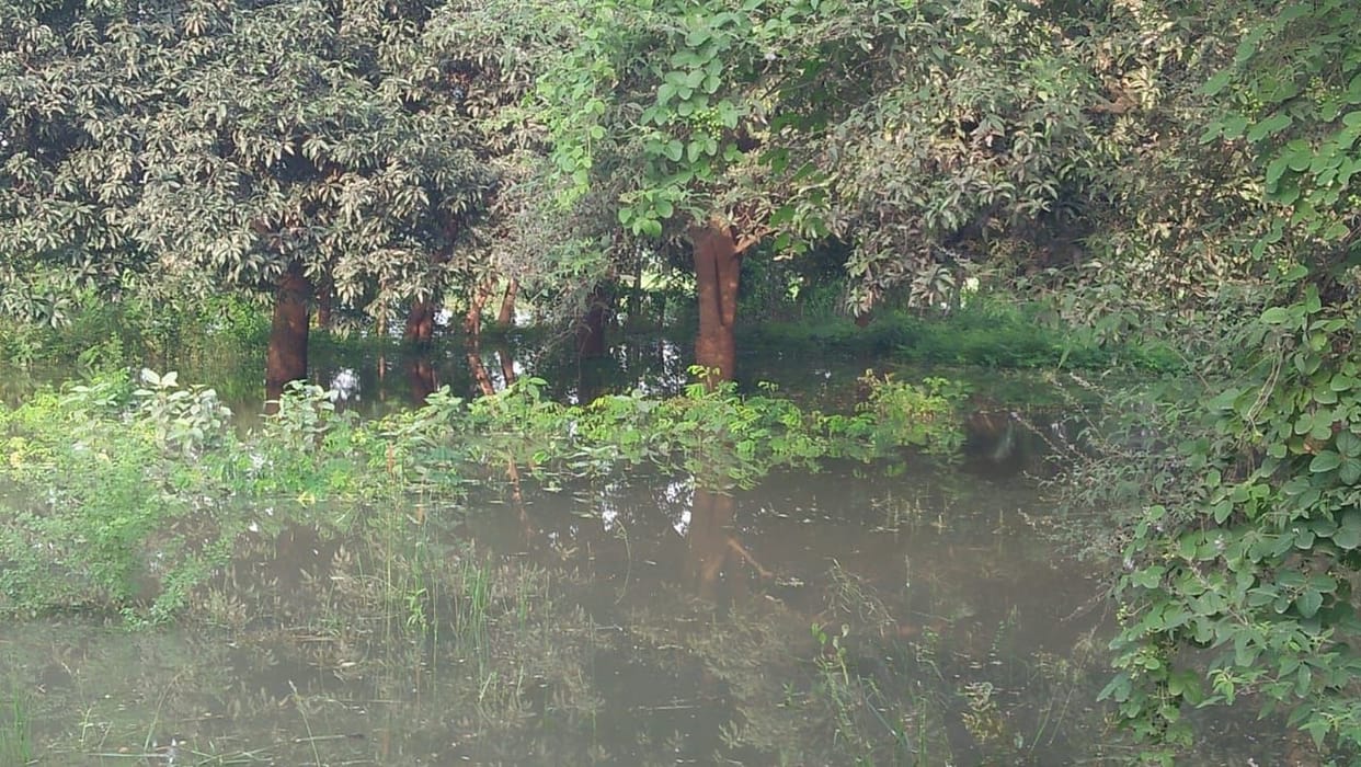 No drainage system in nursery, thousands of plants destroyed due to waterlogging