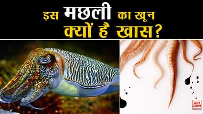 few facts about cuttlefish creatures of the sea world