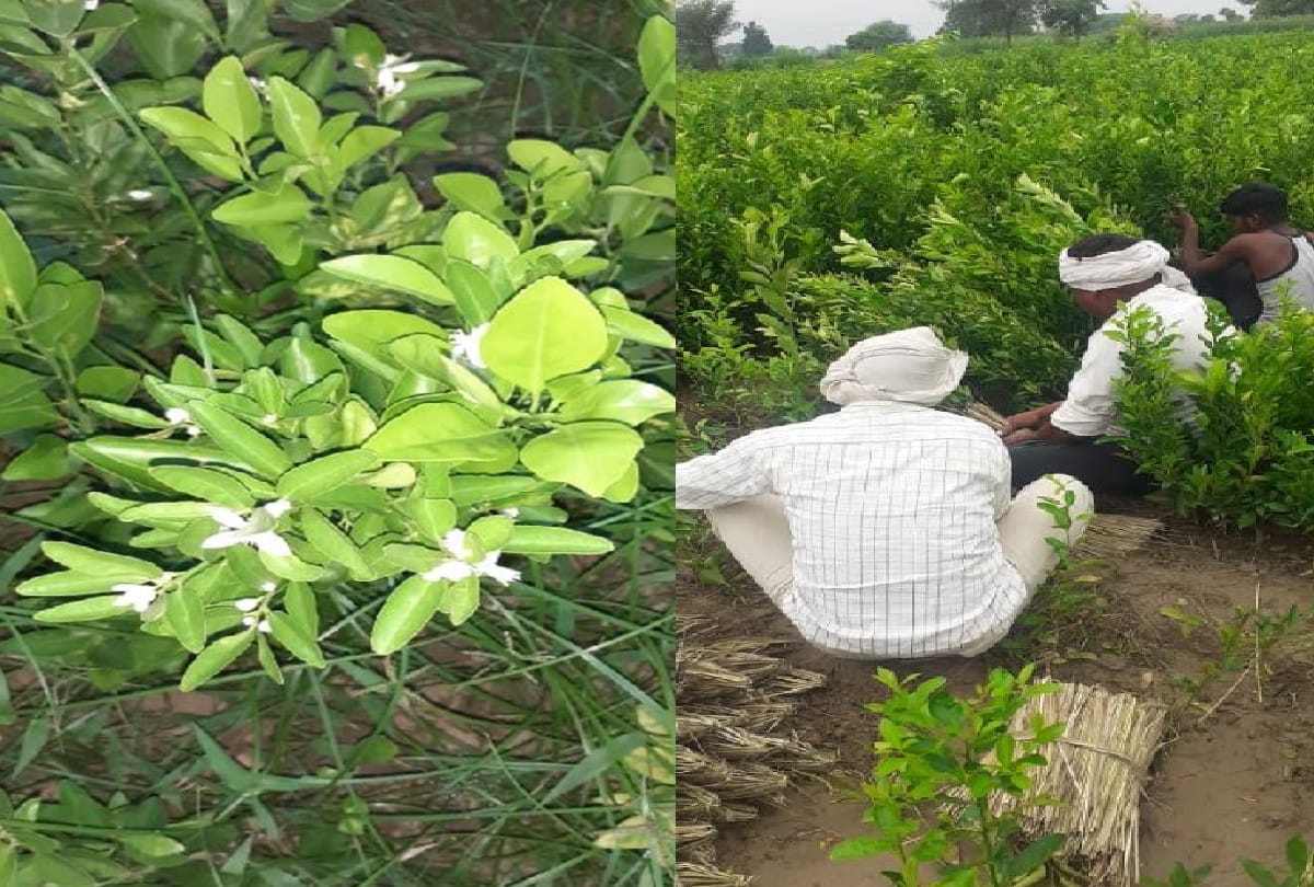 Andhra-Assam orchards smelling of orange and seasonal of Etah