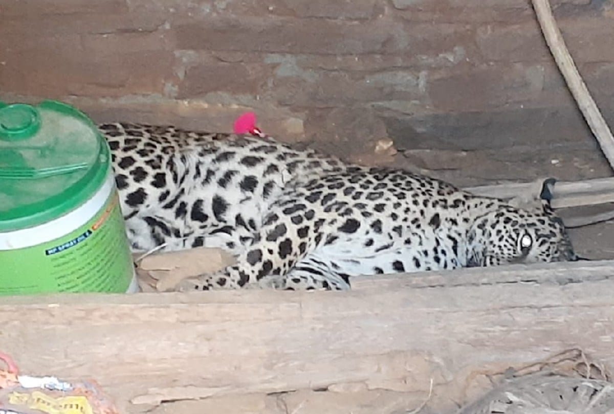 Karsog: Leopard entered the store after attacking the dog, rescued after 16 hours