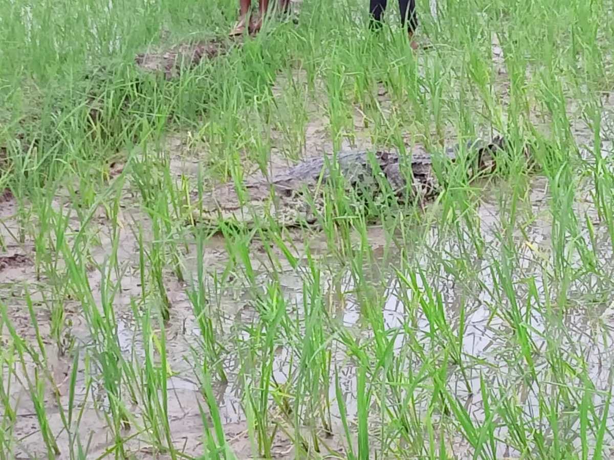 crocodile found in field sonbadra people dragged him by tying rope their mouth