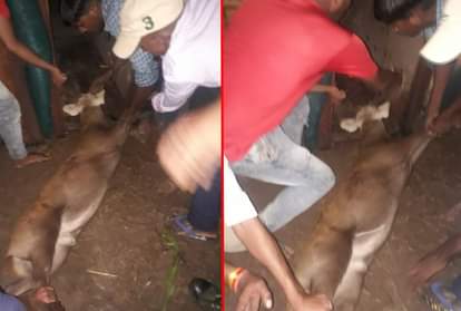 Forest workers became ruthless in controlling deer at Gorakhpur