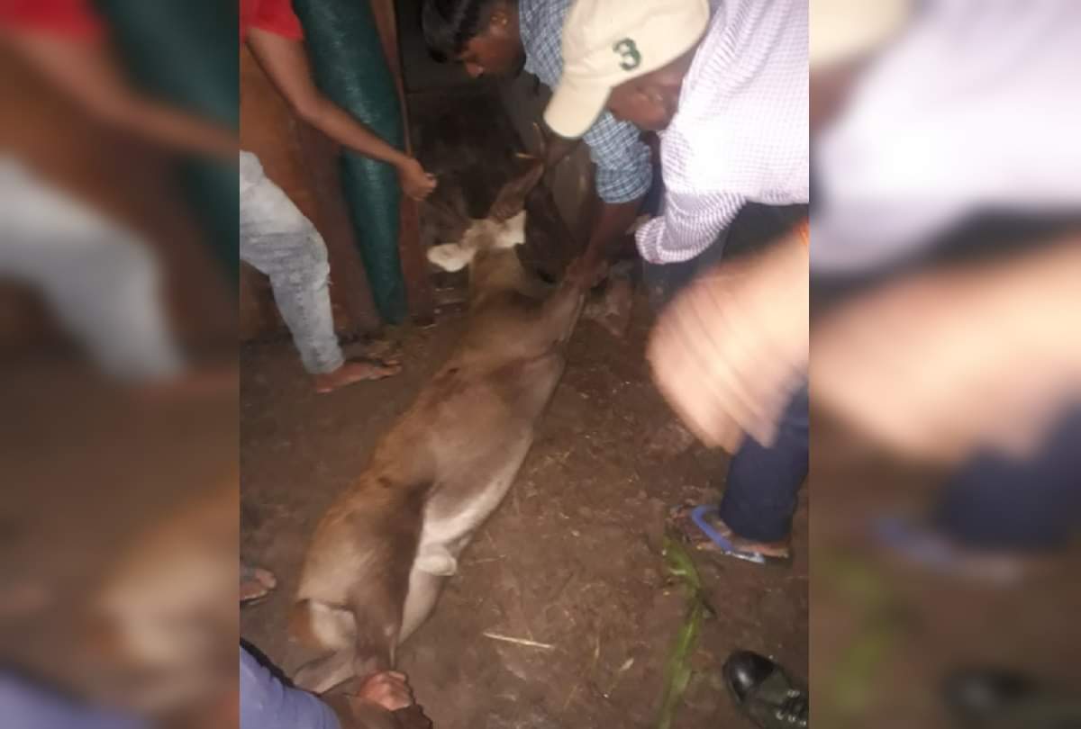 Forest workers became ruthless in controlling deer at Gorakhpur