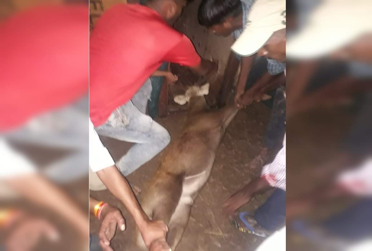 Forest workers became ruthless in controlling deer at Gorakhpur