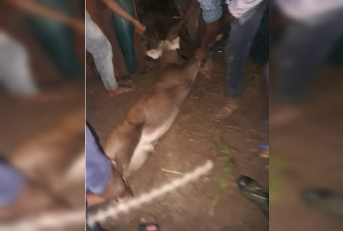 Forest workers became ruthless in controlling deer at Gorakhpur