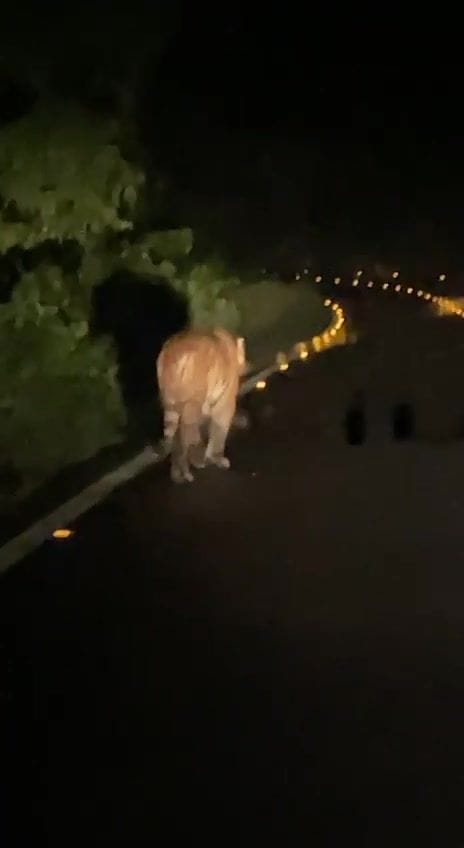 Tiger seen on the bridge of Kosi river
