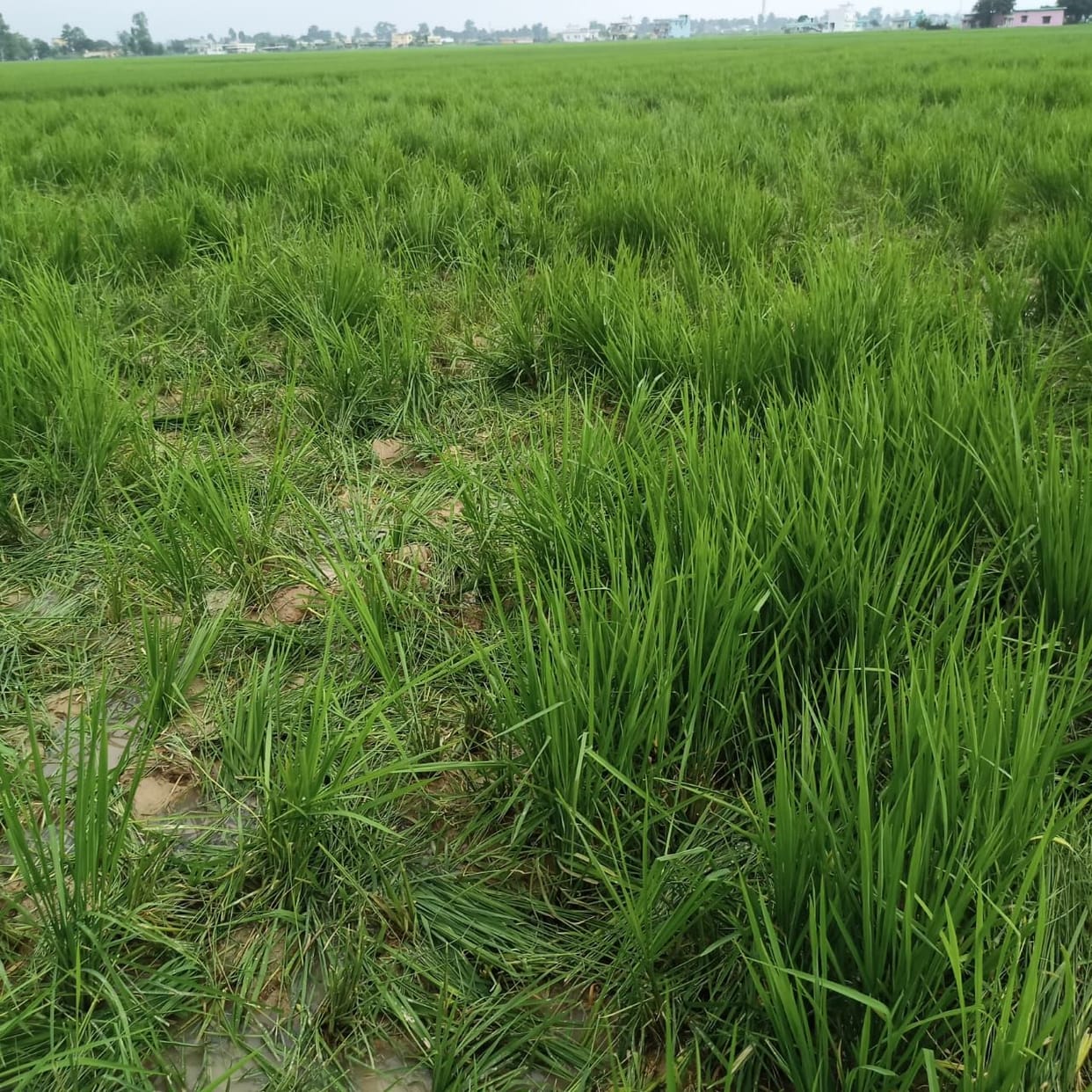 Elephant Ransacks Paddy farm