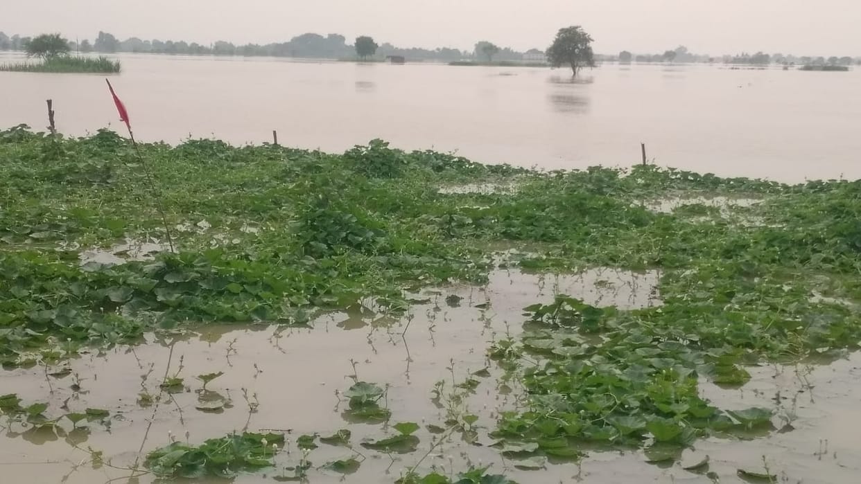 Vegetable farming completely ruined