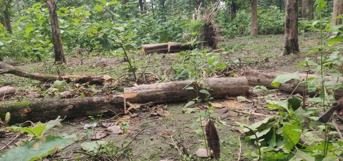 Smugglers again cut two teak trees in Sharda range, smugglers took away the wood of one tree