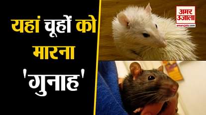 to keep rat as a pet in canada required government permission