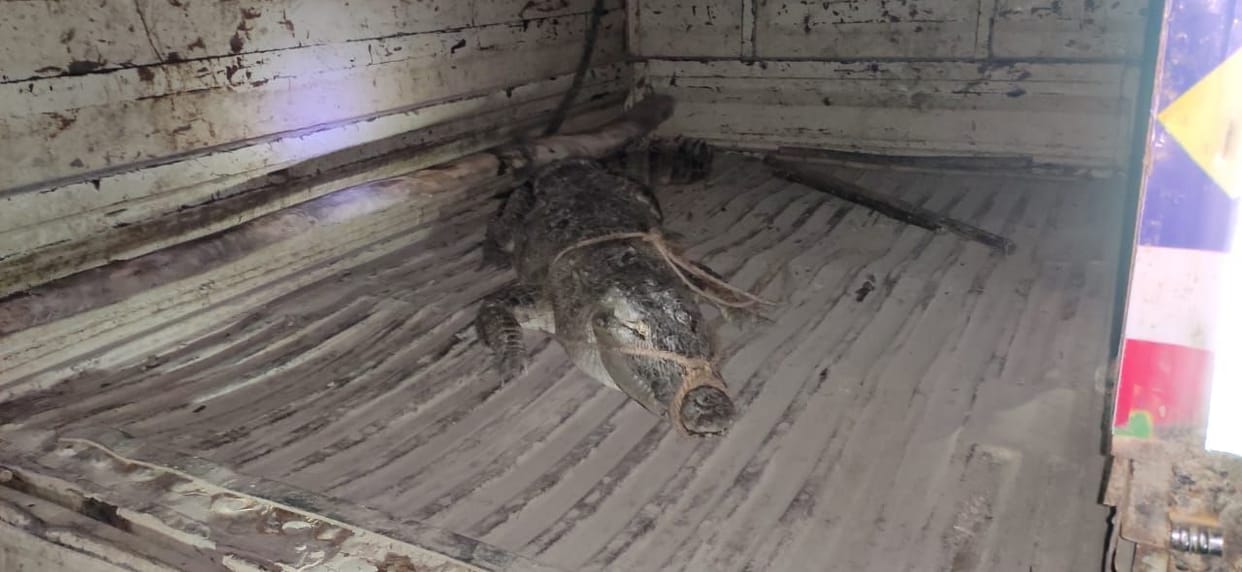 Crocodile came on the road from the drain, stirred