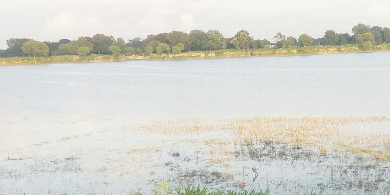 100 acres crop drowned in gomti
