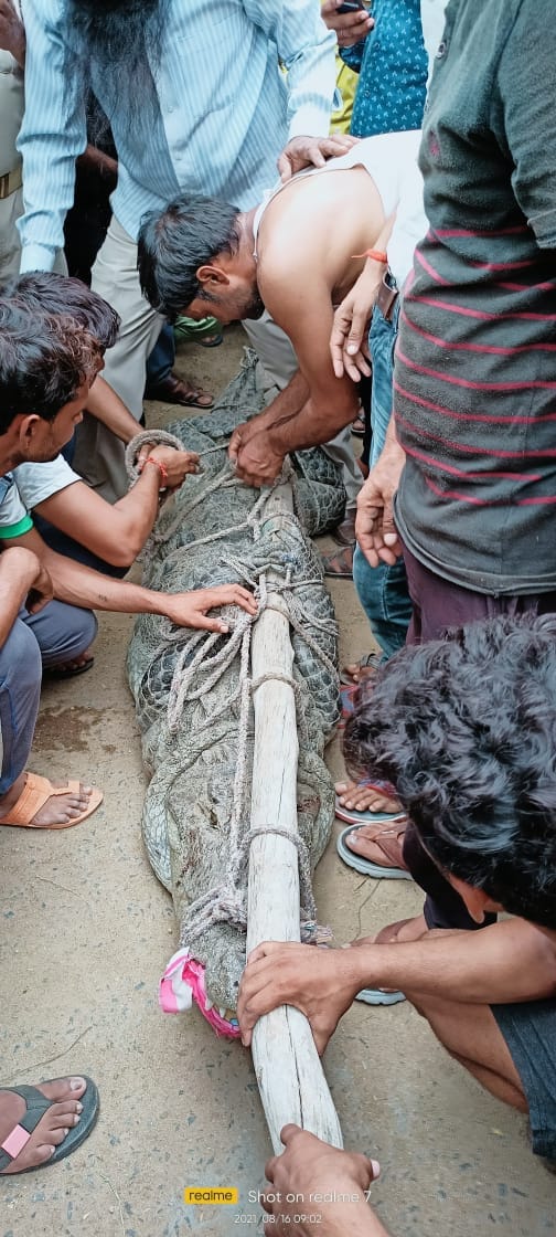 12 feet long crocodile entered the house