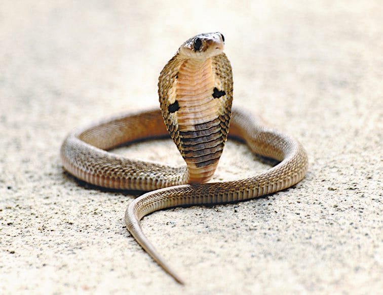 21-year-old Bihar youth dies of snakebite in Ghansui