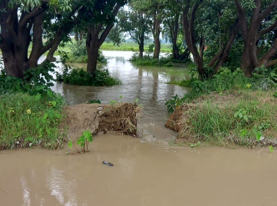 Minor cut, hundreds of bigha crops submerged