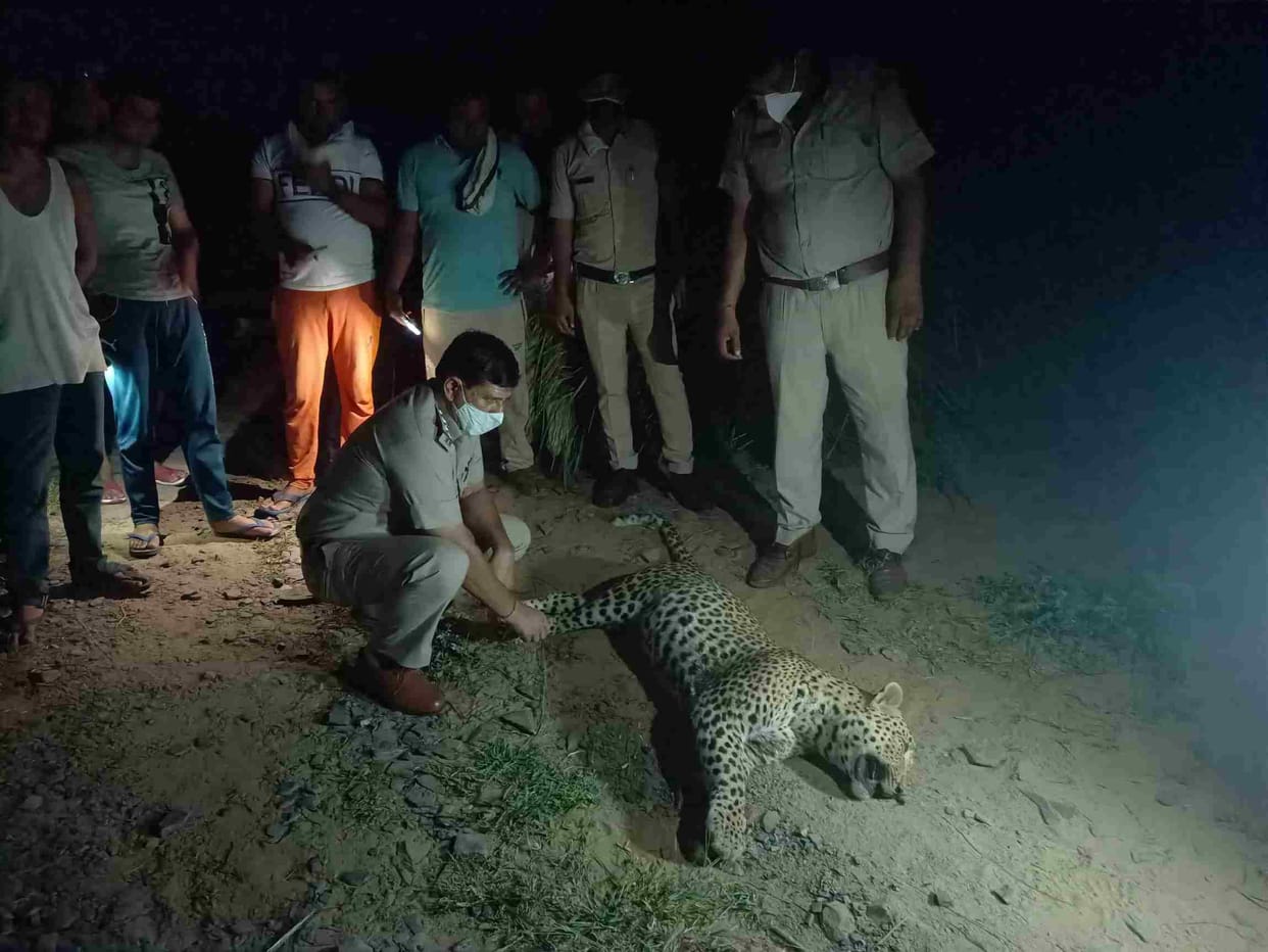 Nangal Chaudhary got dead leopard