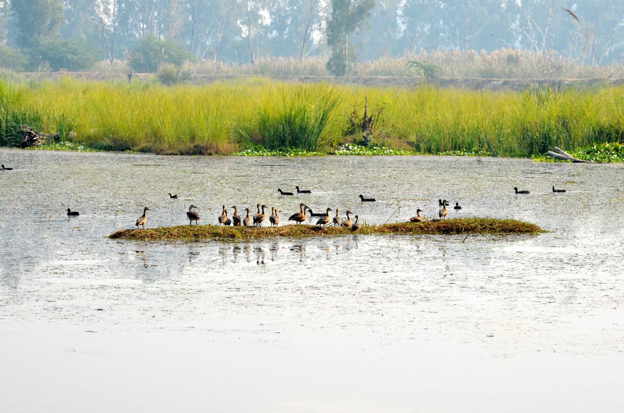 jhajjar bahadurgarh news,Bhindawas wetland included in Ramsar list