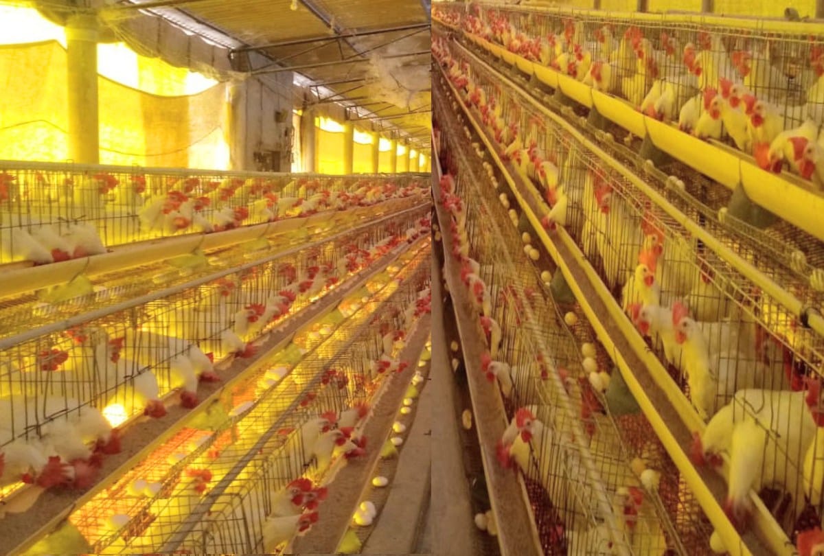 Himachal govt will provide help for big poultry projects, will give 50 percent subsidy