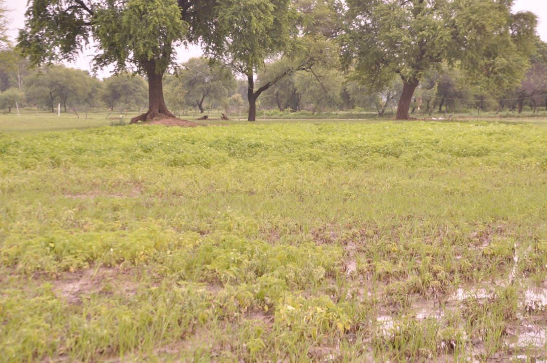 1.26 lakh hectares of Kharif crop destroyed by floods