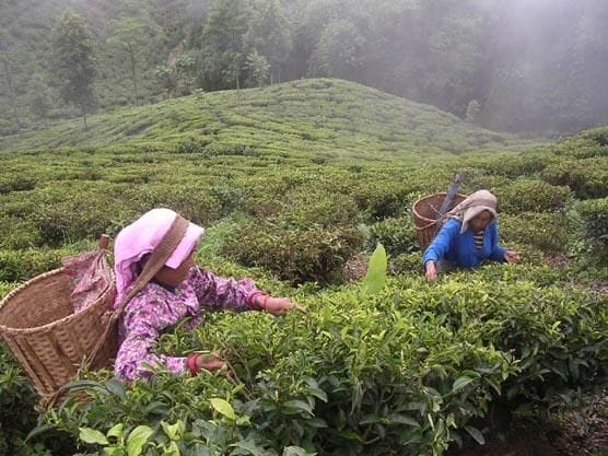 Tea cultivation will start for the first time in Tehri district