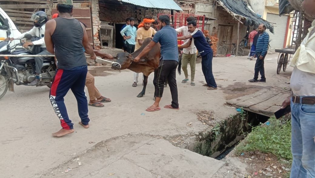 105 anna animals caught on the first day