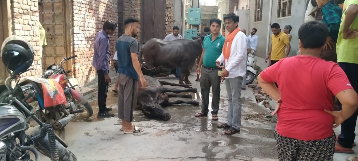 Fire in cattle dairy, four buffalo and one cow died