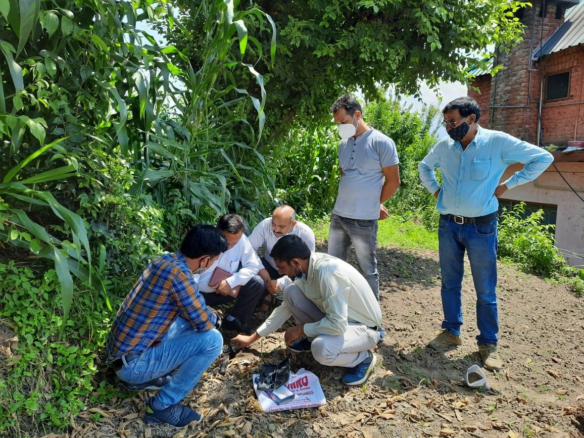 Successful trial of asafoetida cultivation in Gohar