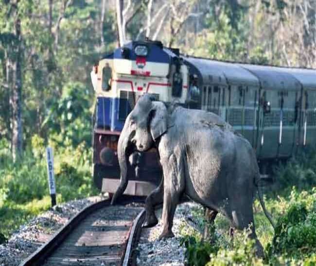 uttarakhand news : male elephant died due to train hit, angry elephant group stopes train
