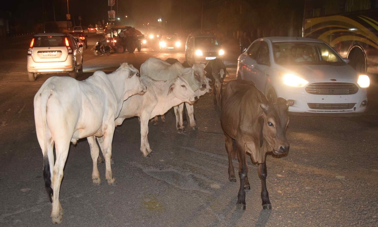 Pit on one side, cows on the other side, suffering the sting to save life