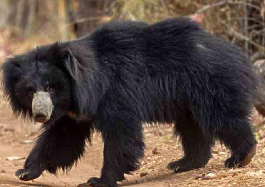 Fast growing clan of bears in Lalitpur