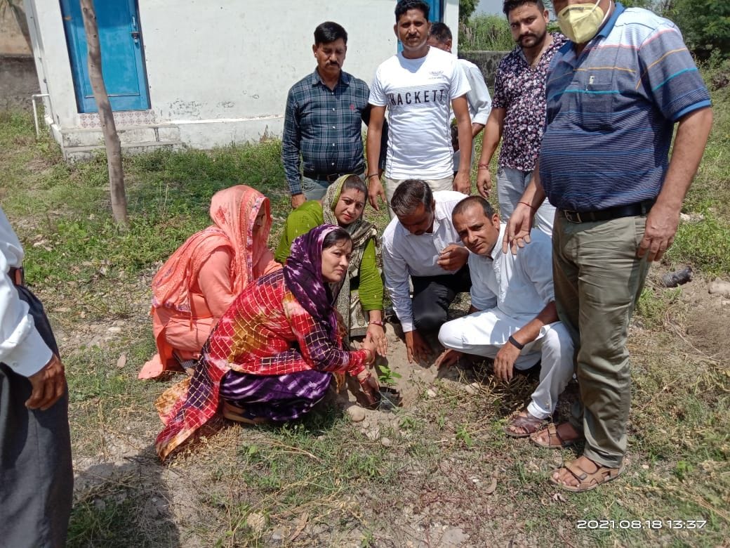 tree plantation