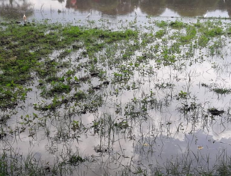 Crop damage worth Rs 1.36 crore due to floods