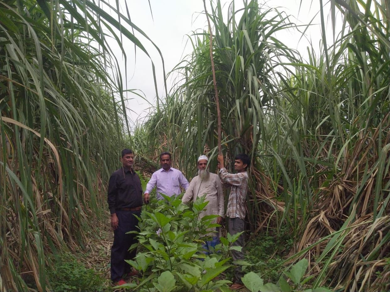 crop,suger cane