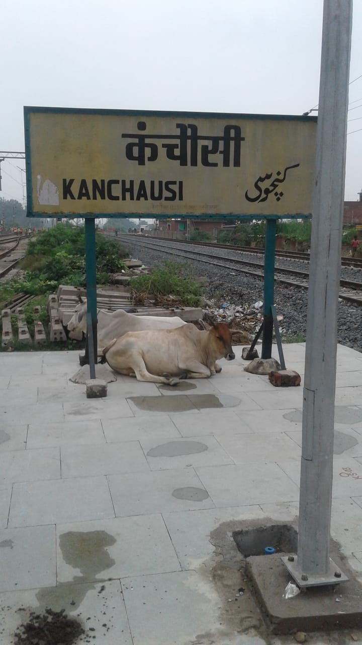 anna animal