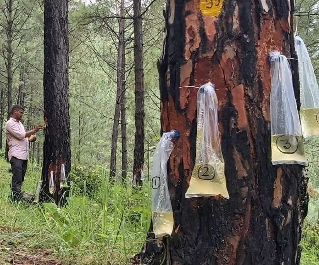 Lice stock will not be able to be kept in the forests, action will be taken
