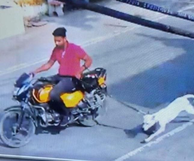 Pitbull dog stolen by bike rider