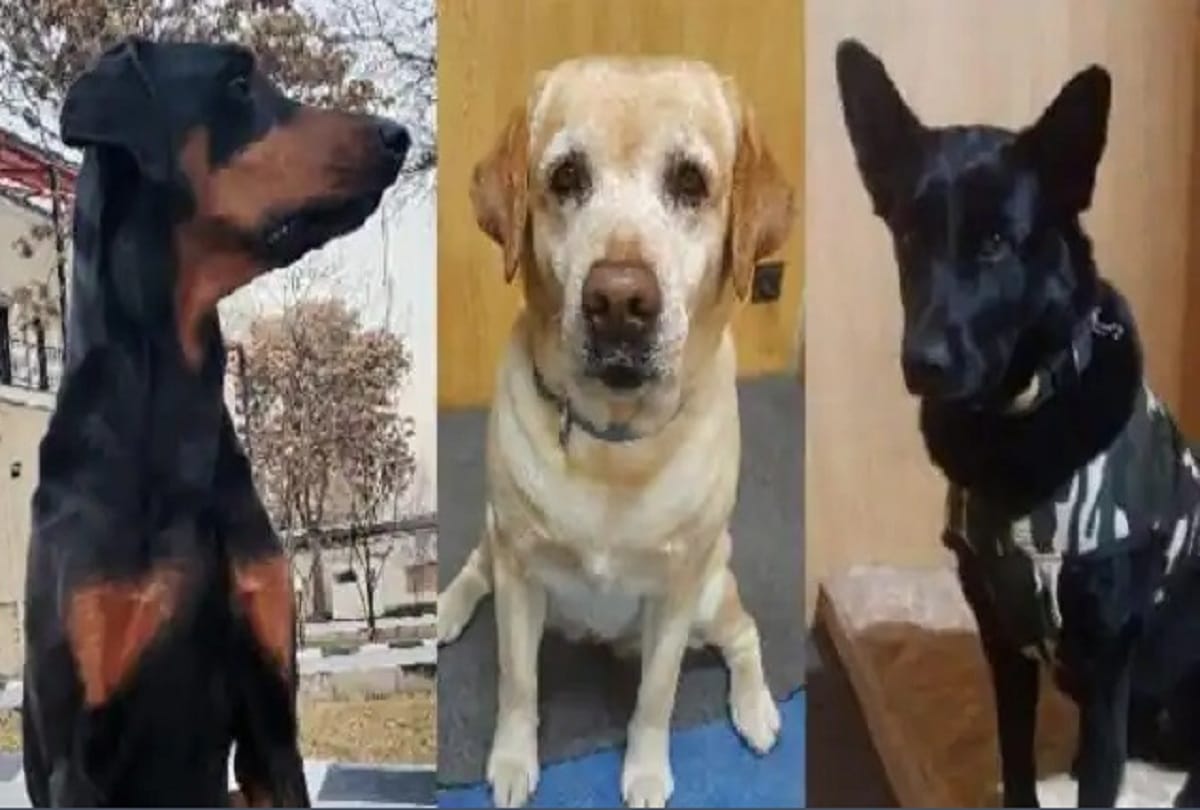 Three sniffer dogs Ruby, Maya and Bobby returned home from Afghanistan