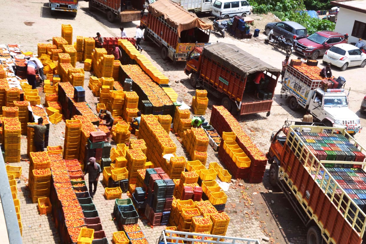 Bumper crop of tomatoes in Solan low rates dishearten farmers