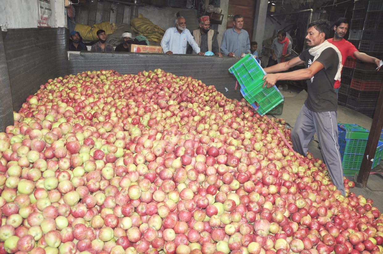 Apple prices fell by Rs 500 in a week, Apple box being sold for Rs 1300 instead of 1800, the concern of the gardeners increased