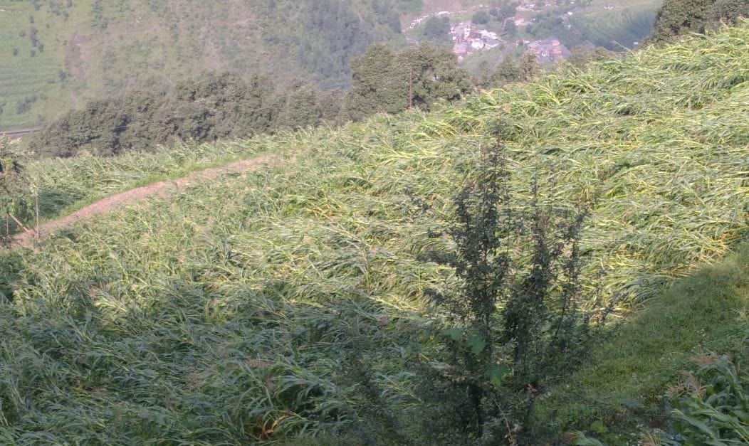 90% of maize crop destroyed in Rauni village