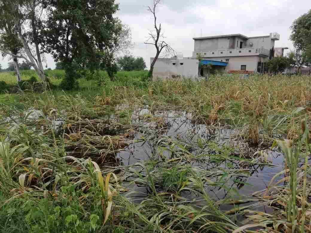 Kosli MLA raised the issue of crops damaged by rain