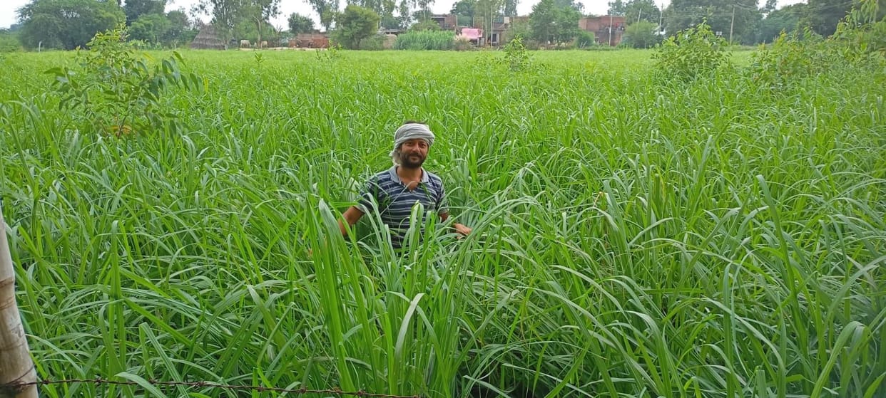 lemon grass crop making prosperous