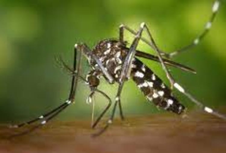 World Mosquito Day: Larva growing in homes carelessly, found in 945 homes