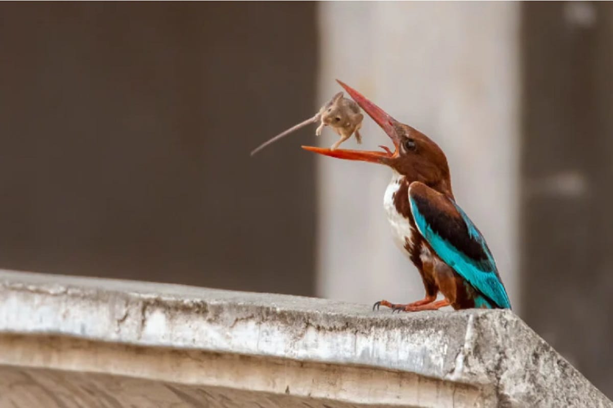 Saharanpur News: Unforgettable pictures captured in the passion of photography